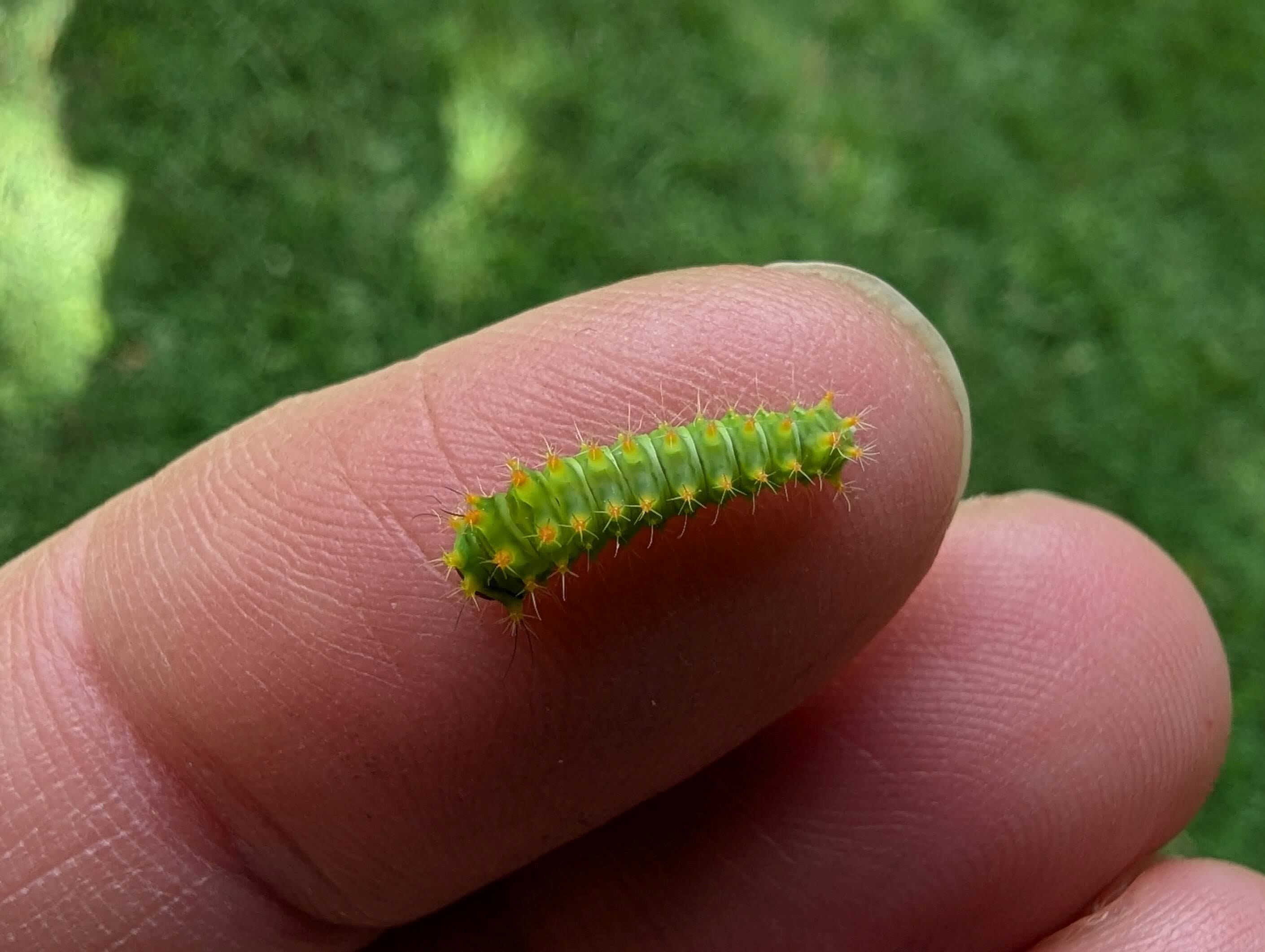 Just like human babies, insect babies – also known as larvae – sometimes bear little resemblance to the adults they become.