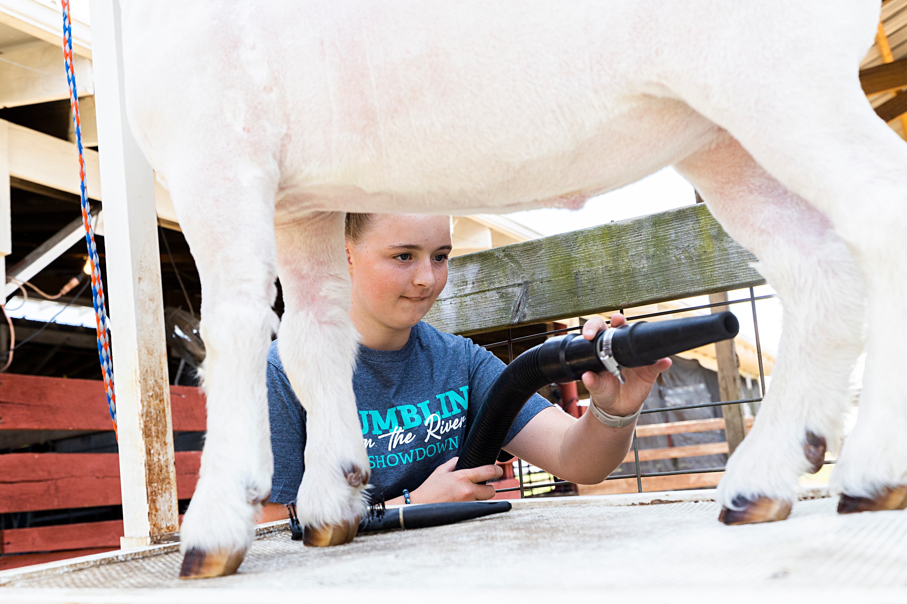 Chelsea Huss, 12, of Lee spruces up her Boer Goat Thursday, July 25, 2024 ahead of the competition at the Lee County 4H Fair.