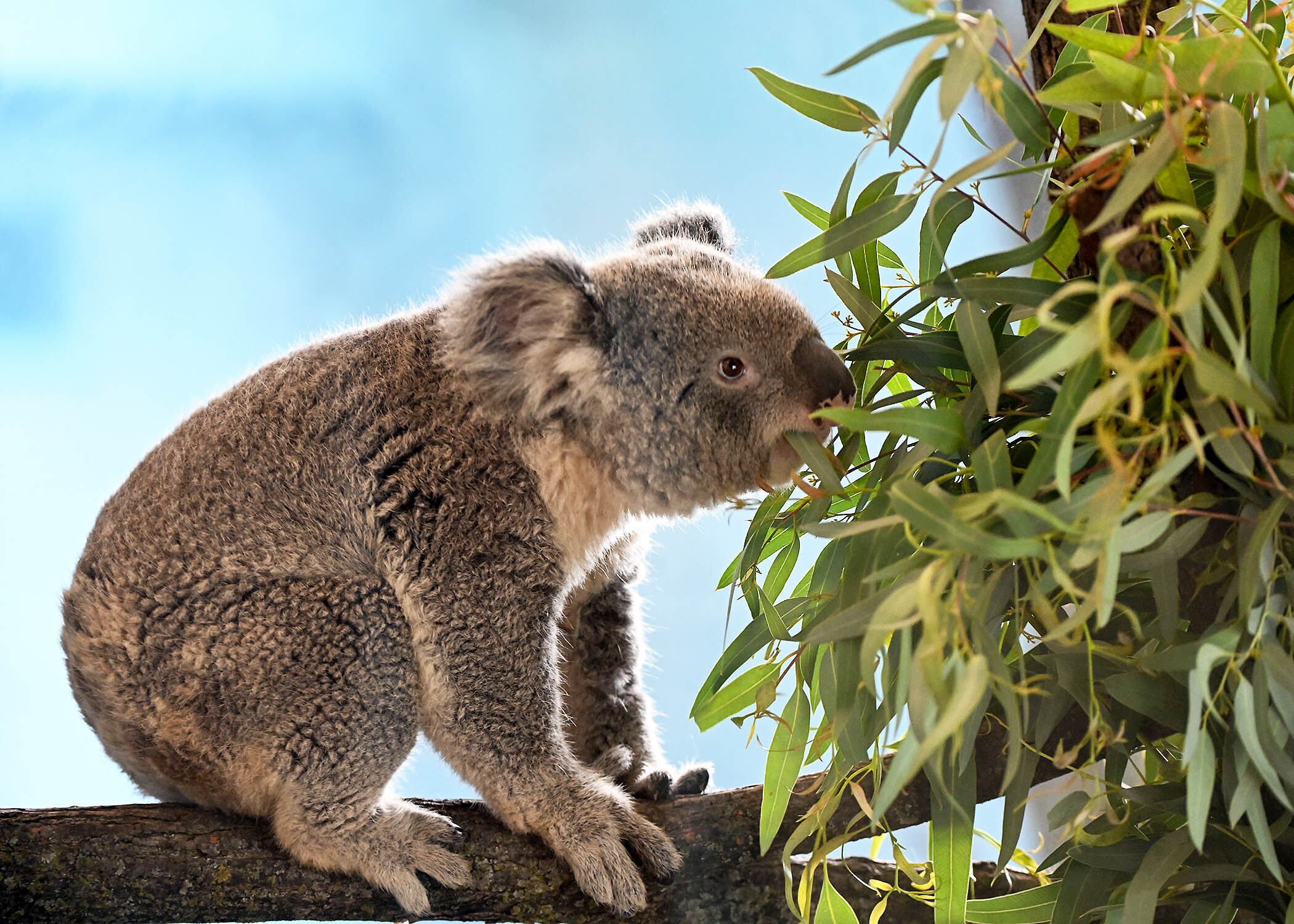 Brumby, one of two male koalas who recently arrived at Brookfield Zoo.