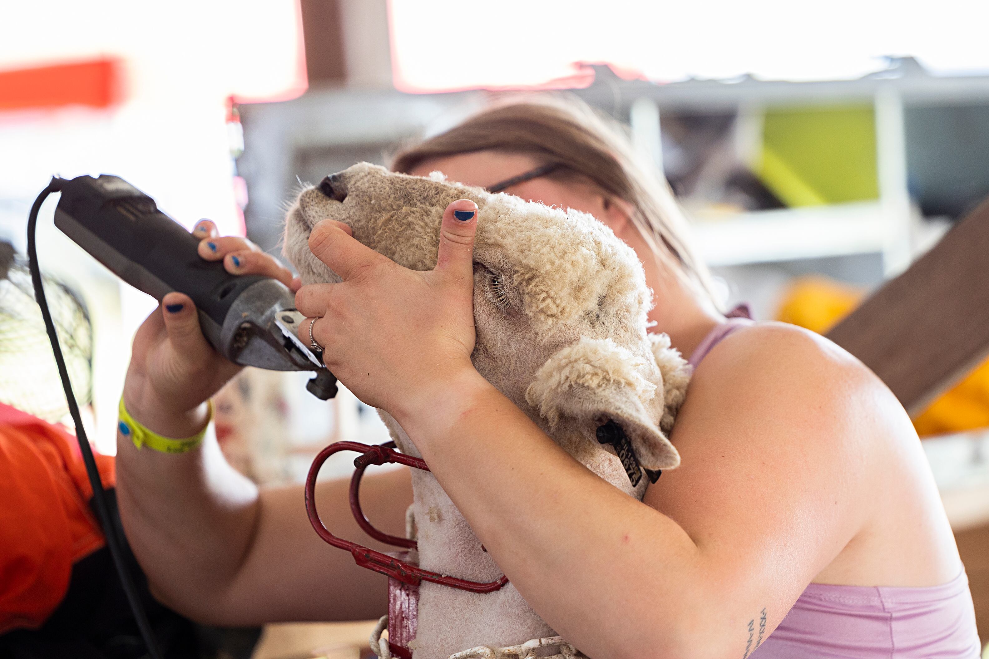 Brooke Ewald of Byron gives Curly a hair cut Thursday, July 25, 2024 at the Lee County 4H fair. The ram will be put on display Saturday for the soft down category.