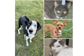 Will County Pets of the Week: Sept. 16, 2024