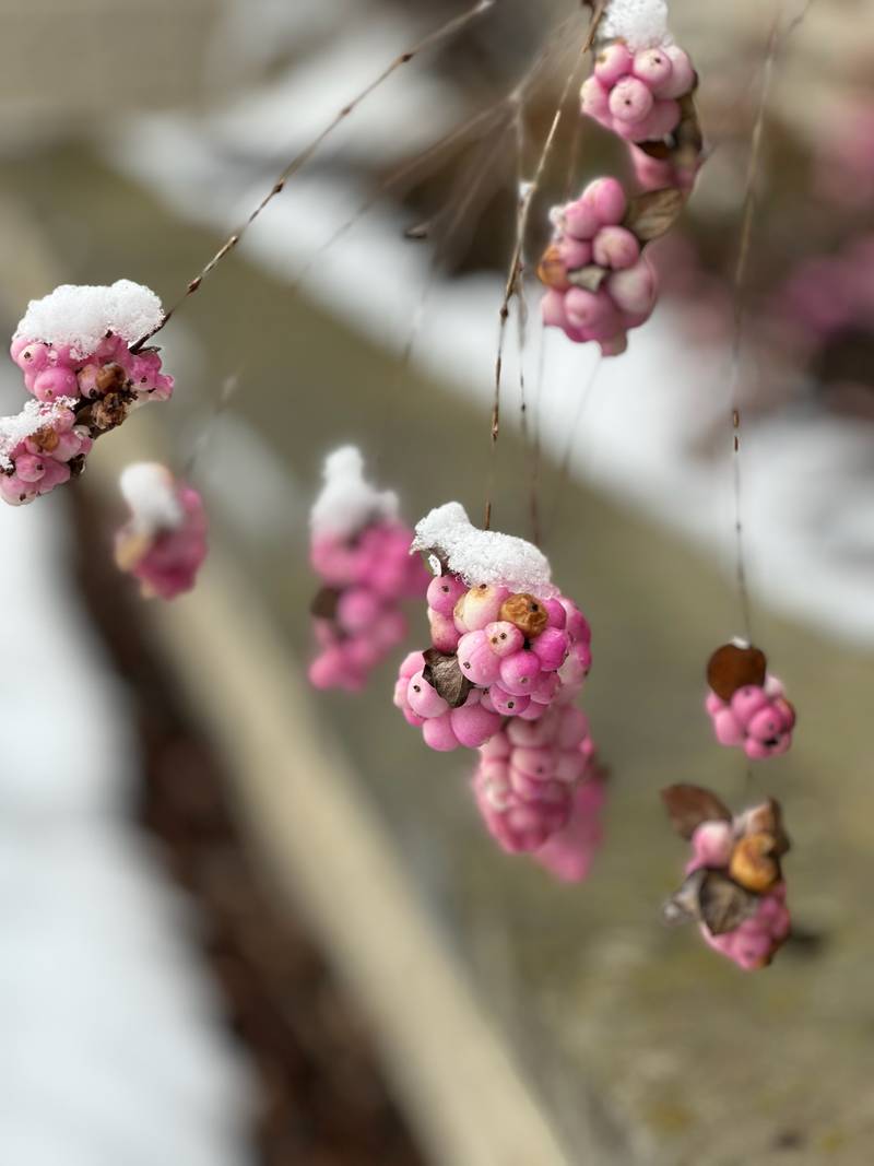 Snow falls and lands on some berries in northern Illinois on January 9, 2024