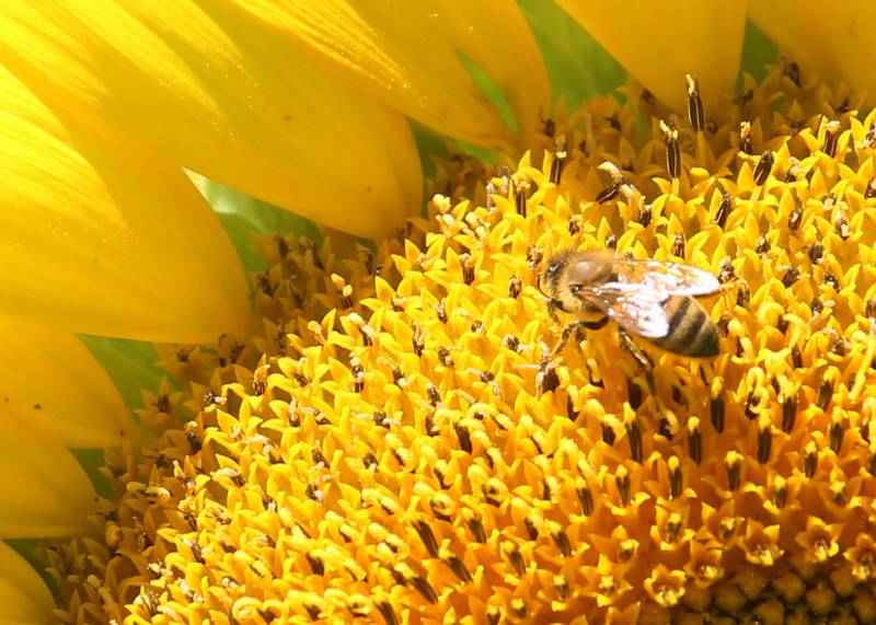A bee pollinates a sunflower on Monday, July 1, 2024 at Matthiessen State Park. This year the field is located on the north side of the model airplane field. Park staff asks visitors to be respectful of the flowers and to not remove them. Removing flowers is subject to a $195 fine.