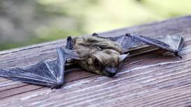 Rabid bat found in Crystal Lake; 1st rabies case in McHenry County of 2024 season