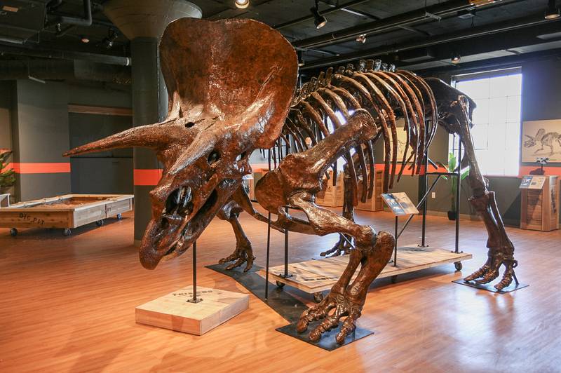 Visitors can view and even touch six full dinosaur skeletal molds including a Triceratops, Tyrannosaurus rex and Velociraptor at the Dunn Museum special exhibition.