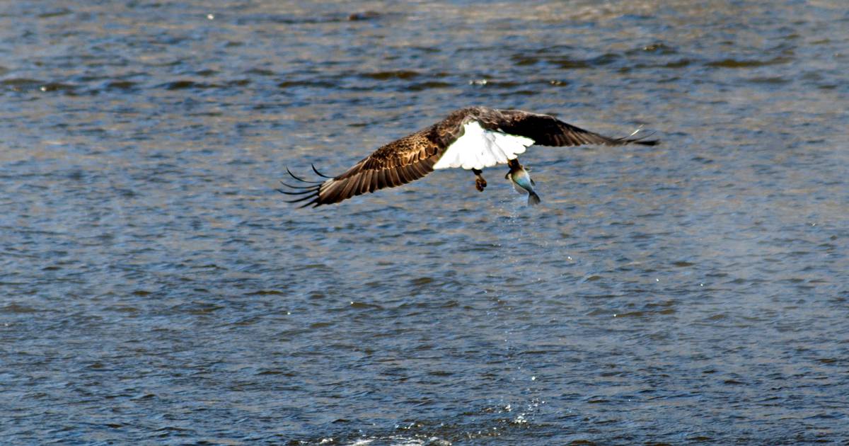 Volunteers sought for 62nd annual bald eagle count