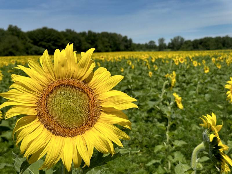 The sunflower field is in full bloom on Monday, July 1, 2024  at Matthiessen State Park. This year the field is located on the north side of the model airplane field. Park staff asks visitors to be respectful of the flowers and to not remove them. Removing flowers is subject to a $195 fine.