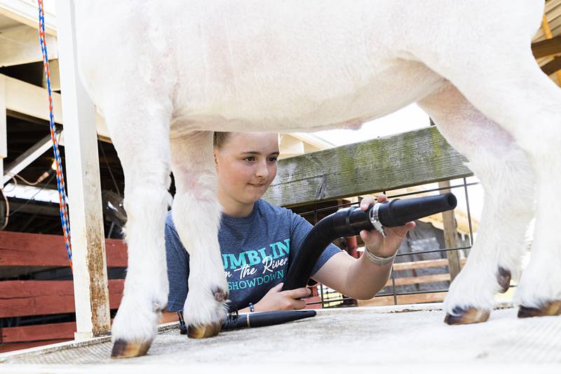 Chelsea Huss, 12, of Lee spruces up her Boer Goat Thursday, July 25, 2024 ahead of the competition at the Lee County 4H Fair.