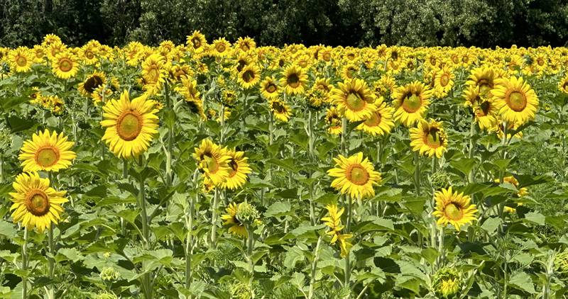 The sunflower field is in full bloom on Monday, July 1, 2024 at Matthiessen State Park. This year the field is located on the north side of the model airplane field. Park staff asks visitors to be respectful of the flowers and to not remove them. Removing flowers is subject to a $195 fine.