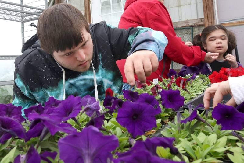 DeKalb School District 428 Transition Program student David Scott removes dead flower heads from plants Thursday, May 9, 2024, as part of the classes work for the day at Walnut Grove Vocational Farm in Kirkland. The Transition Program is dedicated to serving students with intellectual and developmental disabilities ages 18 to 22.