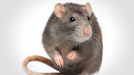  Rat abatement committee back in Berwyn