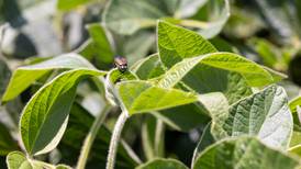 Red crown rot an emerging issue in Illinois