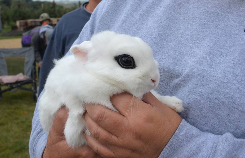 Vickie Smith hold Luna, a 4-year-old dwarf hotot rabbit, at the Summerhill Huskies 4-H Club's petting zoo at BerryView Orchard on Sunday, Sept. 17, 2023. A trait of the hotot rabbit is its unique eye-liner look around it eyes. Smith takes the bunny to visit with residents at the Franklin Grove Nursing Home.