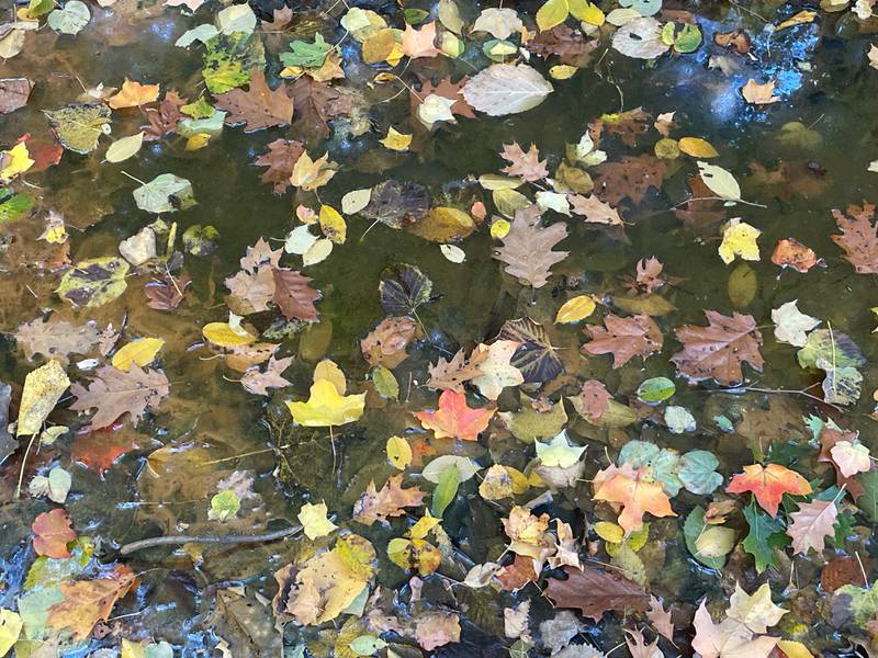 Leaves lay at the bottom of the creek to Ottawa Canyon at Starved Rock State Park on Wednesday, Oct. 19, 2022 in Utica.