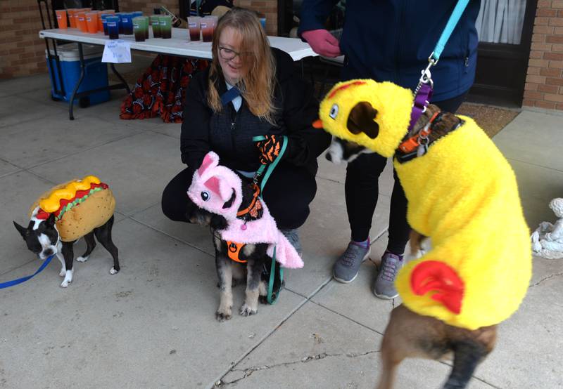 Samantha Adams of Rock Falls and her dogs Equinox and Arty (dressed as a pig and a chicken) wait for the start of the Polo Student Council's Doggy Dash held Saturday, Oct. 14, 2023. Also pictured is Murphy, belonging to Kye Escobar, 7, of Polo who was dressed as a hot dog.