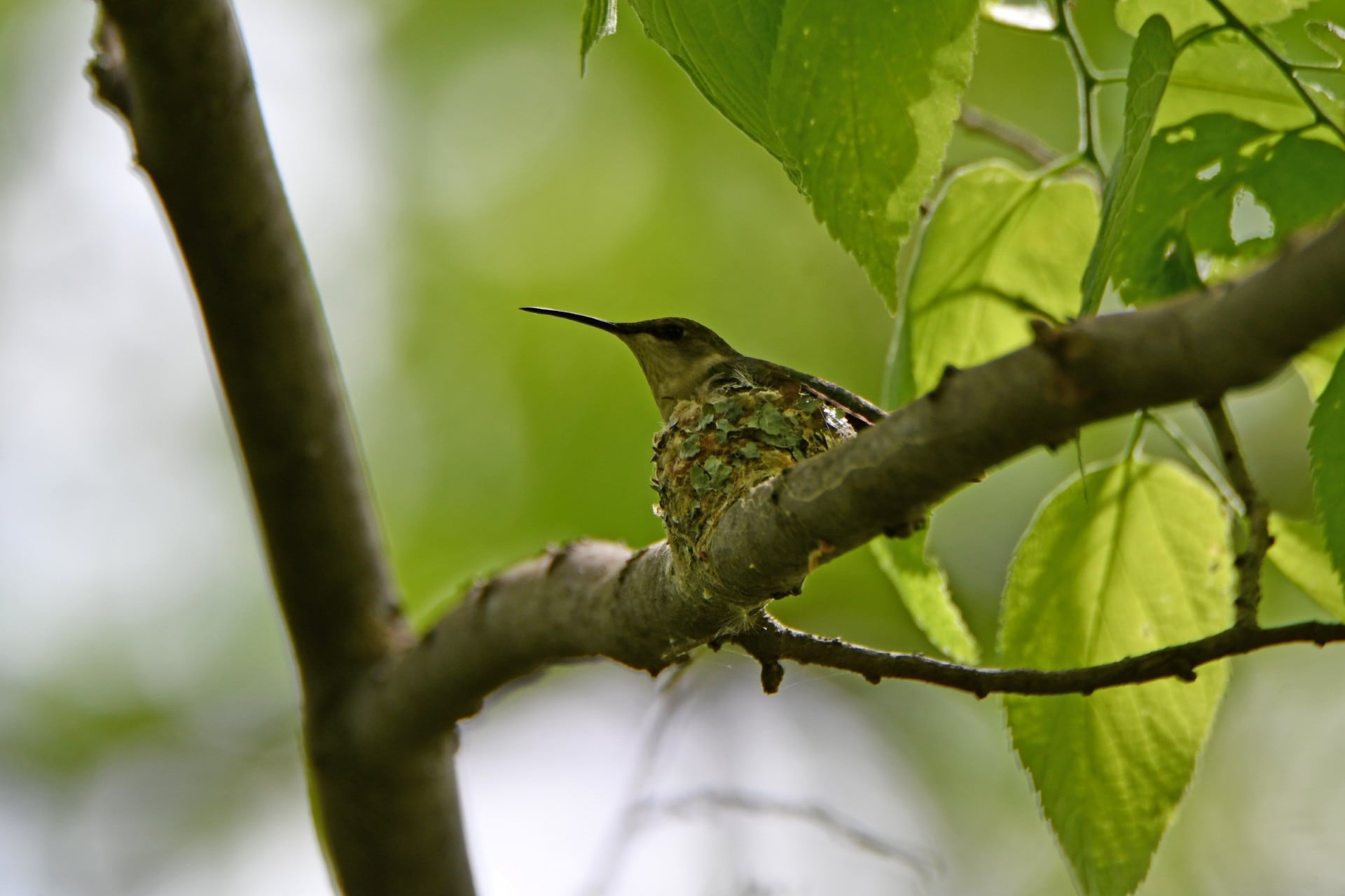 Hummingbird Fest highlights Will County forest preserves program lineup for August