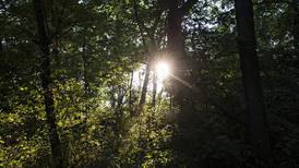 Franklin Creek Conservation Association announces summer solstice gathering on June 22