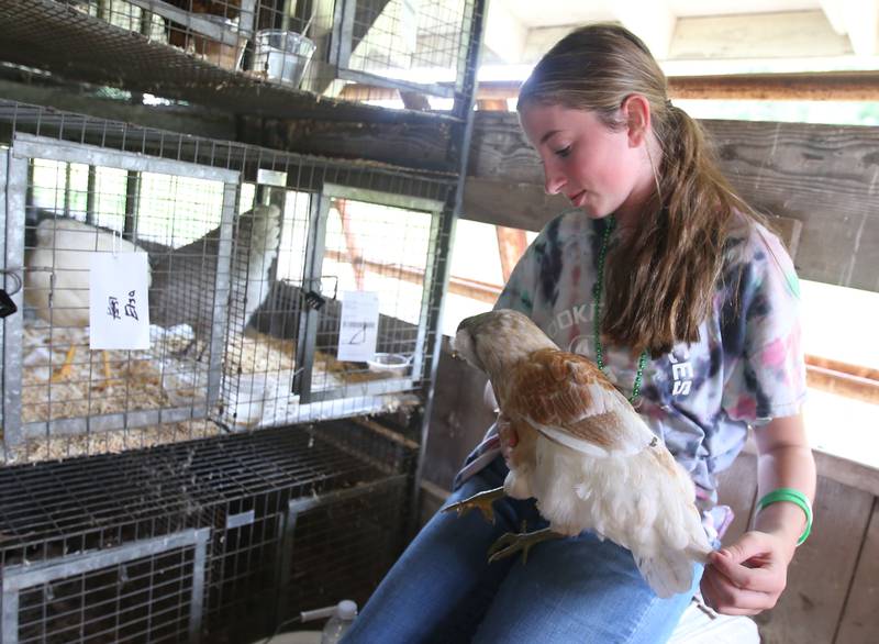 Shianne Bensa holds her chicken named Rose in the poultry barn during the La Salle County 4-H Fair on Thursday, July 11, 2024 in Ottawa.