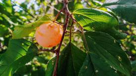 Good Natured in St. Charles: American plums prove a ‘wild scavenger’s delight’