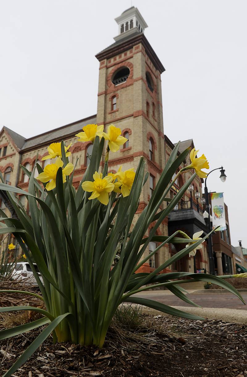 Daffodils bloom in front of the Woodstock Opera House on Wednesday, April 19, 2023, as spring like weather returns after a snowy start to the week.