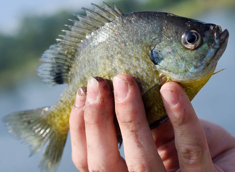 Young anglers catch bluegills and bass (and sometimes softshell turtles) during the Youth Fishing Derby on June 3 at Quarry Springs in Colfax.