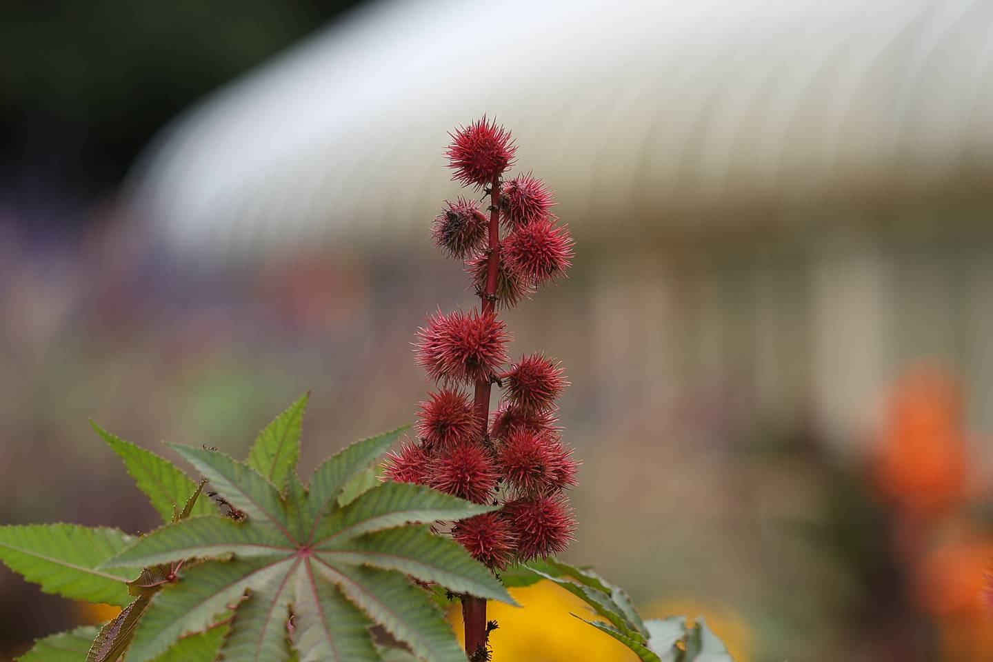 The greenhouse sets as a backdrop for a Castor Bean flower at the Bird Haven Greenhouse and Conservatory on Wednesday, Aug. 30, 2023 in Joliet.
