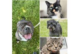 Will County Pets of the Week: June 17, 2024