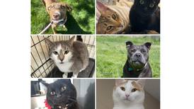 Will County Pets of the Week: June 10, 2024