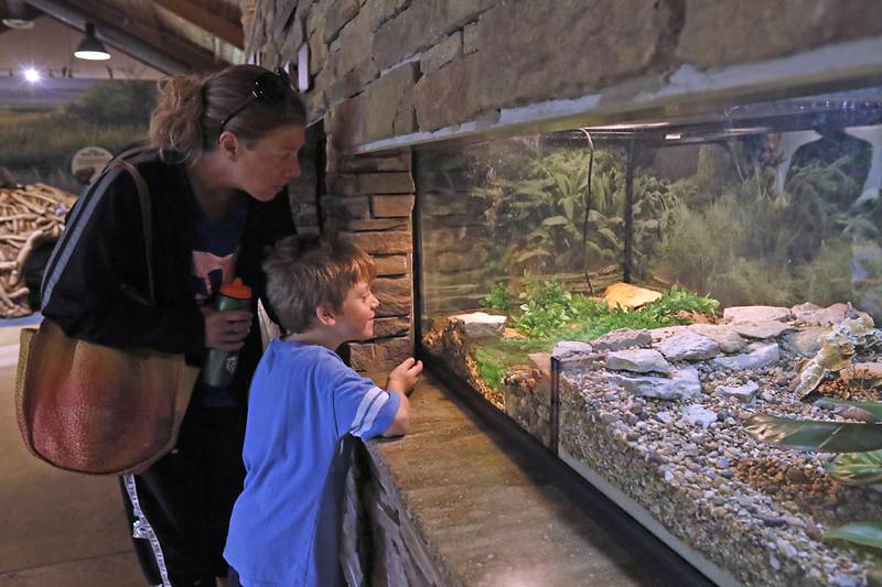 Lucas Borg, 6, and his mother, Jessica, of Crystal Lake, look as an exhibit on Wednesday, May 29, 2024, at the Crystal Lake Nature Center. The center which has been closed since December to construct new exhibits will be opening on June 1.