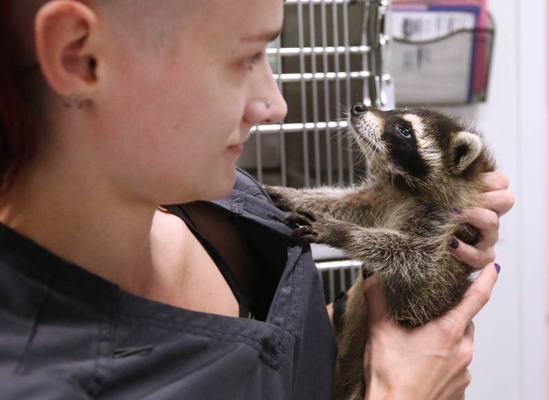 Megan Renwick, with Oaken Acres Wildlife Center, holds a young raccoon Tuesday, June 18, 2024, that is receiving care at the facility in Sycamore. Oaken Acres is celebrating its 40th anniversary this year.