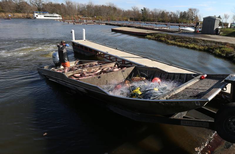 Nick Dickau, commercial fisherman for the Illinois Department of Natural Resources, drives a flat bottom boat onto a trailer full of Asian carp on Thursday, Nov. 3, 2022 at the Starved Rock Marina in Ottawa. The IDNR has been netting the carp all week along the Illinois River.