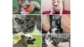 Pets of the Week: May 27, 2024