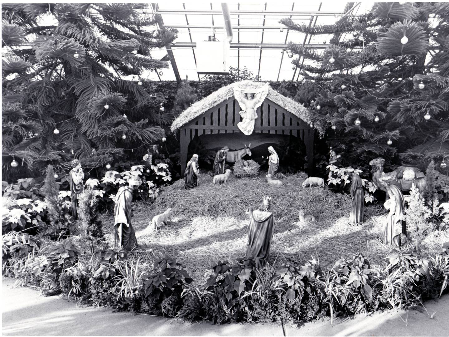 Nativity Scene inside Joliet's Bird Haven Greenhouse, 1981.