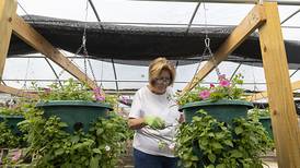 Volunteers put in 170 hours for Dixon in Bloom’s petunia project  