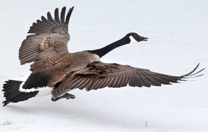 A Canada goose lands in the snow March 10, 2023, at Shabbona Lake State Park in Shabbona. Snow over night in DeKalb County resulted in a dusting to four inches depending on where you were at.