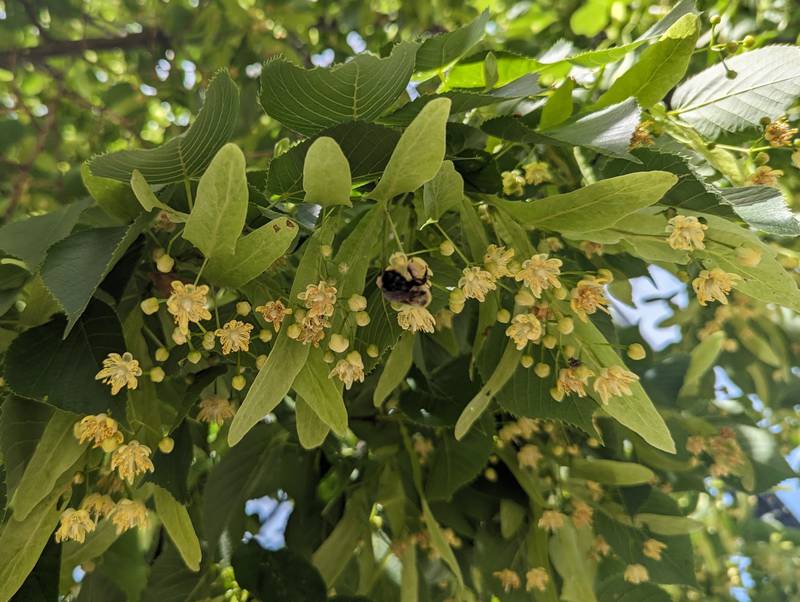 Neither bumble bees nor naturalists can resist the sweet smell of Tilia blossoms; the aromas are equally alluring—and perhaps even more so—at night.