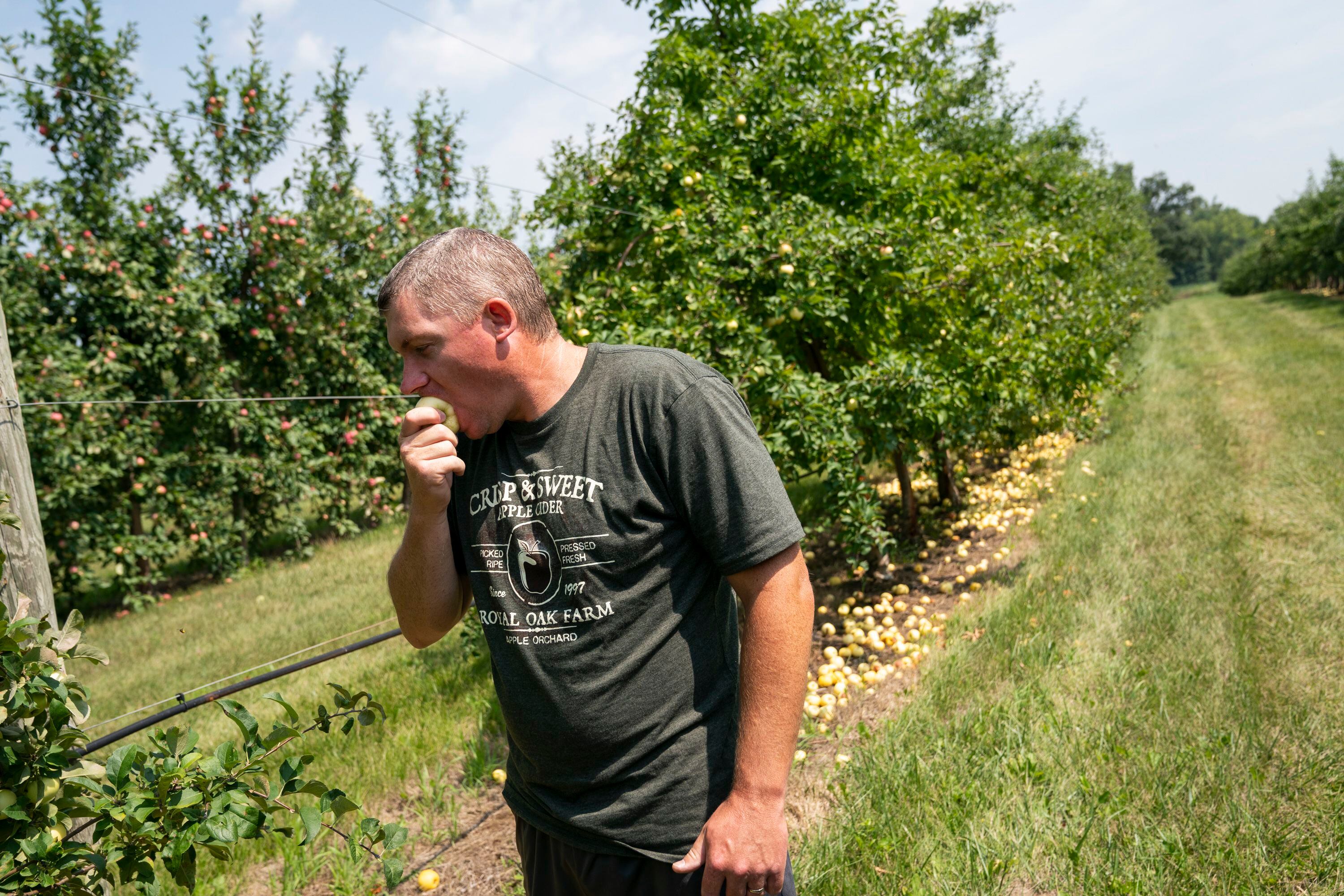 Apples - Jacob's Family Orchard