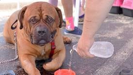 Hot weather and pets: Here’s how to keep them safe