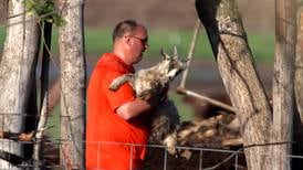 4 animals dead in barn collapse near Harvard; dozens more rescued from rubble