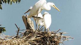 Lake Renwick in Plainfield offers viewing times of herons’ nesting grounds