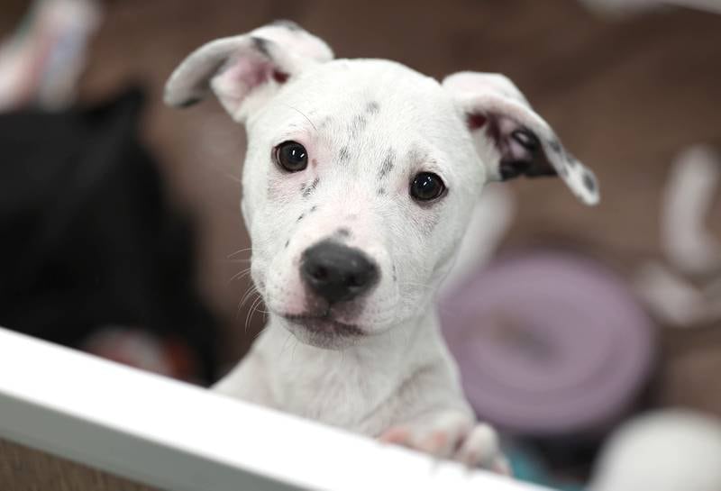 One of the dogs available for adoption Monday, July 24, 2023, at Tails Humane Society in DeKalb. Tails will be hosting  the Tails on Tap Bar Crawl Saturday Aug. 5 in downtown DeKalb with all proceeds benefitting the homeless pets at the shelter.