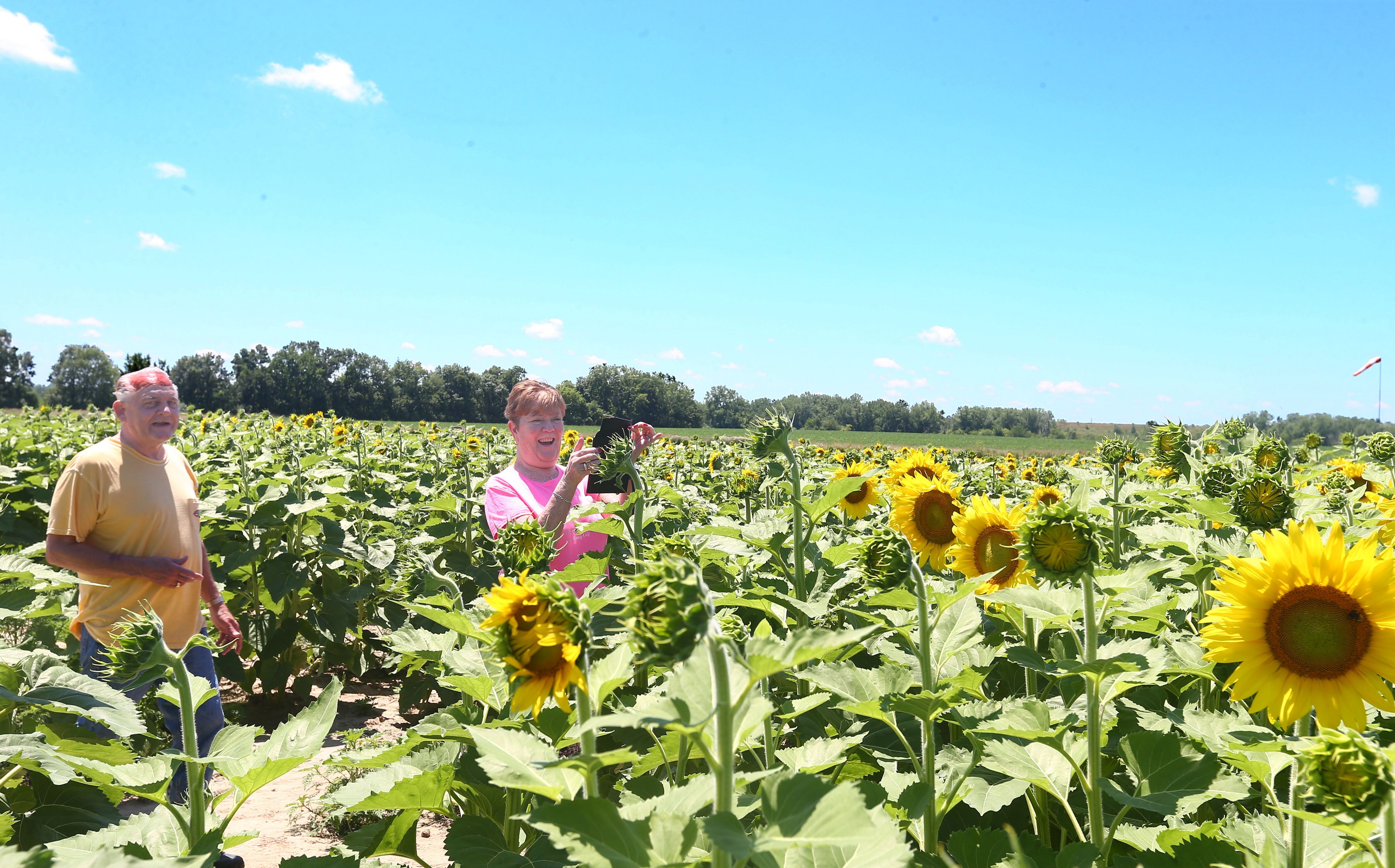 Jubilee State Park announce sunflowers blooming, ready for picture-perfect  moments