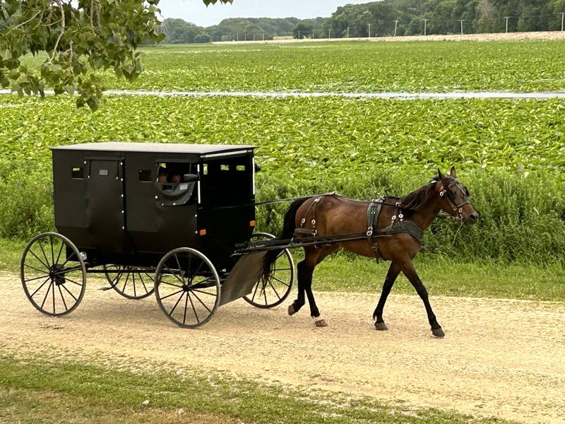 An Amish buggy and horse make their way along one of the access roads at Lock & Dam 13, north of Fulton, following a family outing of fishing and sightseeing along the Mississippi River on Saturday, June 22,. 2024..