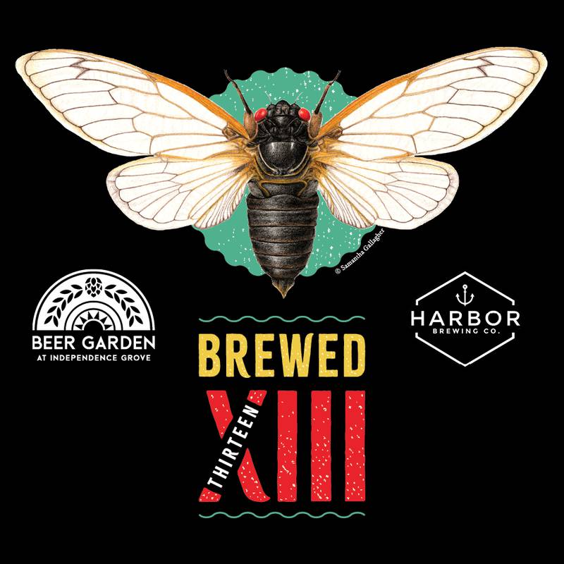 The Lake County Forest Preserves teamed up with Harbor Brewing Company to introduce a new cicada-themed craft beer, Brewed XIII (13).