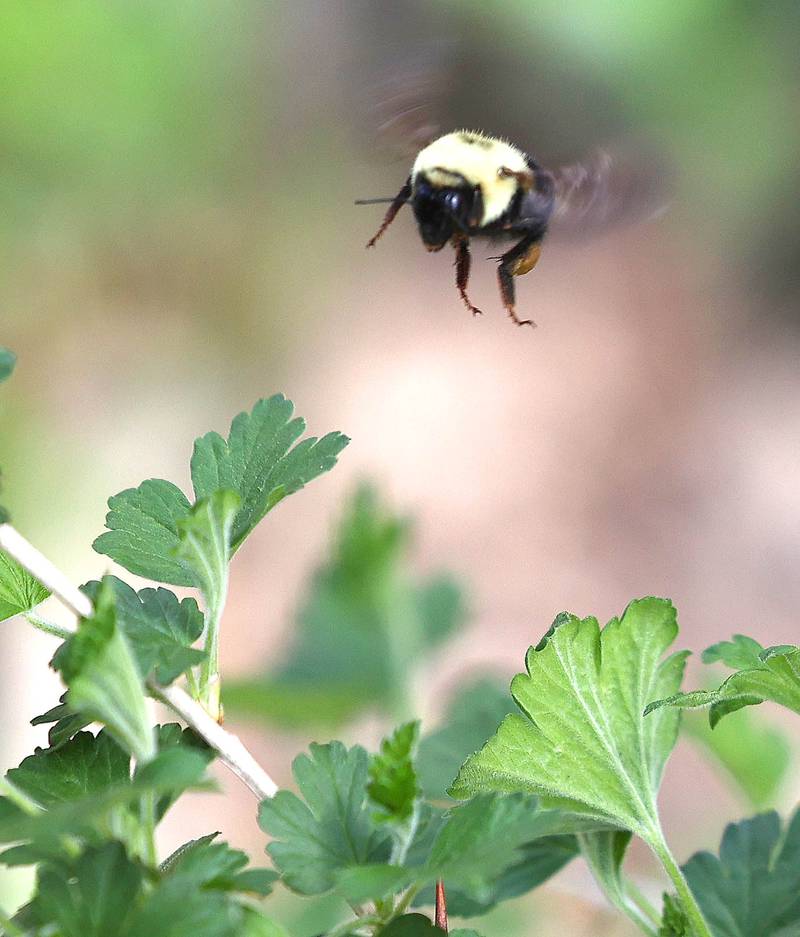 A bumble bee looks for a place to land Friday, April 21, 2023, in County Farm Woods in DeKalb.