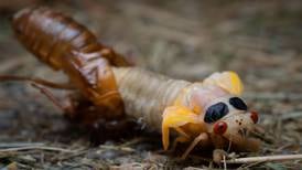 Good Natured in St. Charles: Curtain to rise as cicadas take center stage