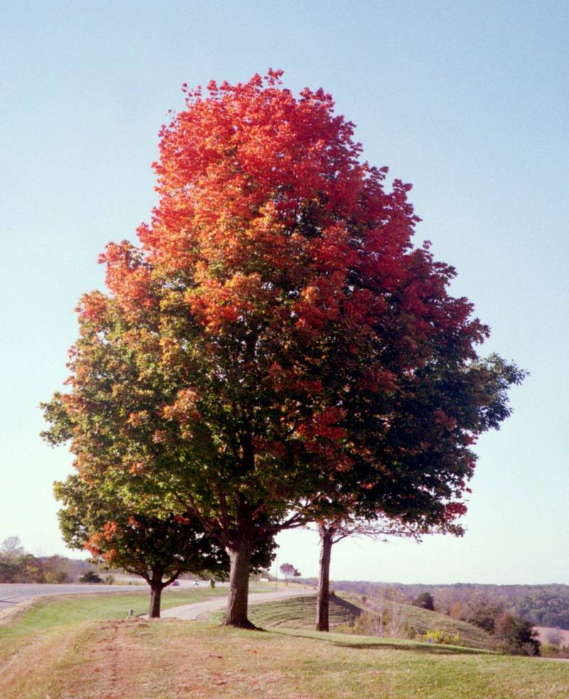 A self-guided driving tour of the Lincoln Highway in Illinois centered on the scenic fall colors is available online. The driving trip links the Lincoln Highway into a large loop throughout northern Illinois.