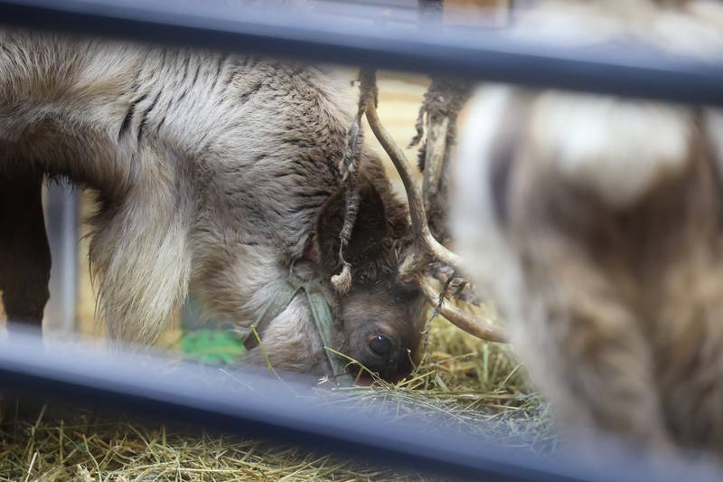 A reindeer eats hay at New Lenox’s Christmas in the Commons.