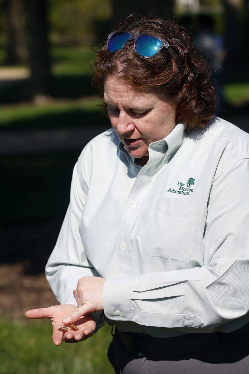 Morton Arboretum Plant Health Care Leader Stephanie Adams holds two cicadas that recently emerged Tuesday, April 30, 2024 in Lisle.