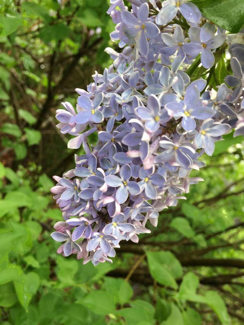 The Lombard Garden Club announces its annual lilac sale coming up May 11 to 13 at Lilacia Park.